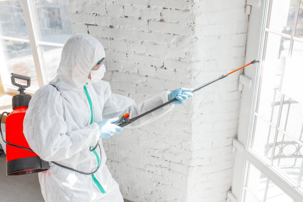 Best Mold Damage Restoration in USA